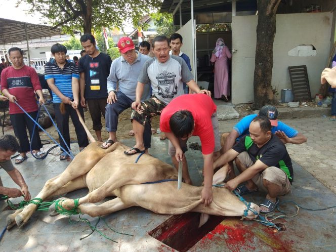 
					LDII Kurban 319 Sapi dan 238 Kambing