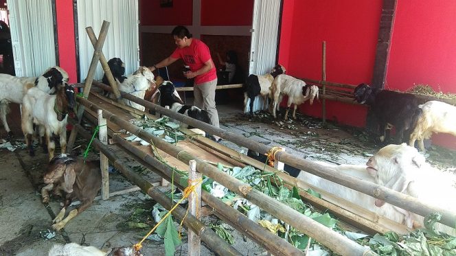 
					Showroom Mobil DnD Jadi Mal Hewan Kurban