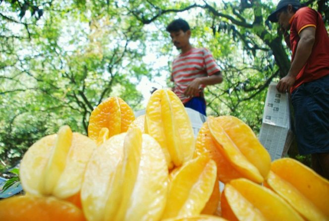
					Pasokan Belimbing dari salah satu kebun di Pondokcina. (FOTO : Aji Hendro/Harian Sederhana)