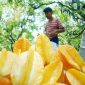 Pasokan Belimbing dari salah satu kebun di Pondokcina. (FOTO : Aji Hendro/Harian Sederhana)