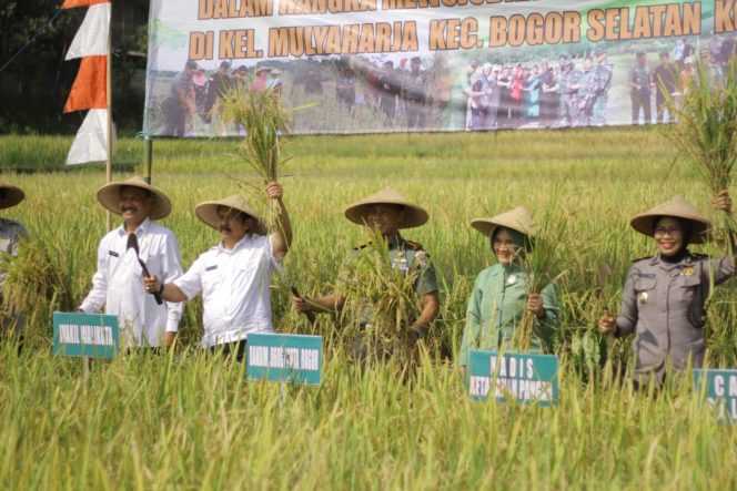 
					Kelompok Tani Lemah Duhur menggelar panen raya padi organik di area pertanian Kampung Ciharashas, Kelurahan Mulyaharja, Bogor Selatan, Kota Bogor.