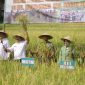 Kelompok Tani Lemah Duhur menggelar panen raya padi organik di area pertanian Kampung Ciharashas, Kelurahan Mulyaharja, Bogor Selatan, Kota Bogor.