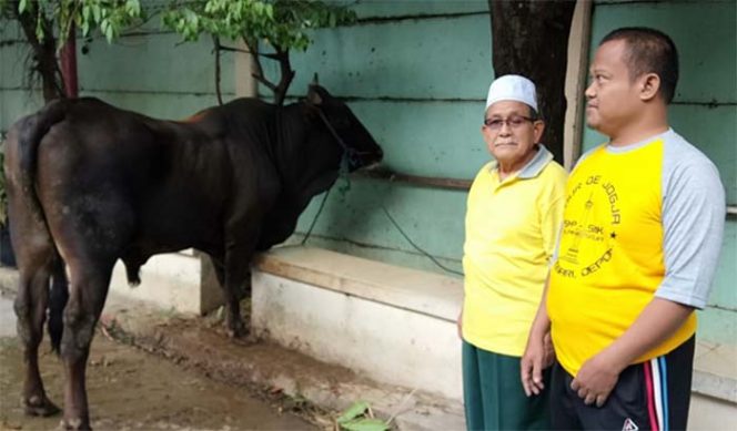 
					Hewan kurban hasil patungan siswa dan guru SMP dan SMK Islamiyah Serua siap disembelih.