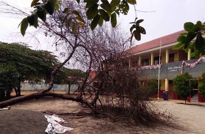
					Pohon tumbang di SDN Sawangan 02.