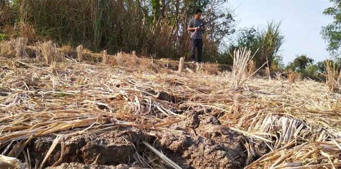 
					 Seluas 40 hektare sawah yang telah ditanami beniih  padi dipastikan terancam gagall panen.