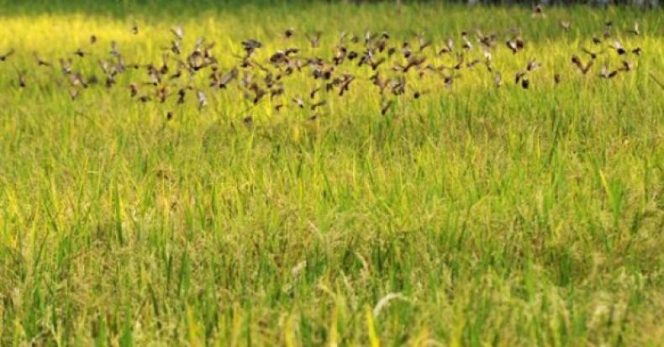 
					Waspada, Ada Serangan Hama Burung