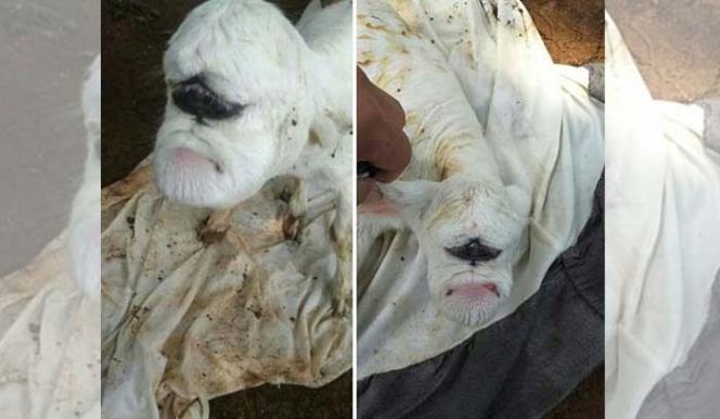 
					Kelahiran seekor kambing bermata satu