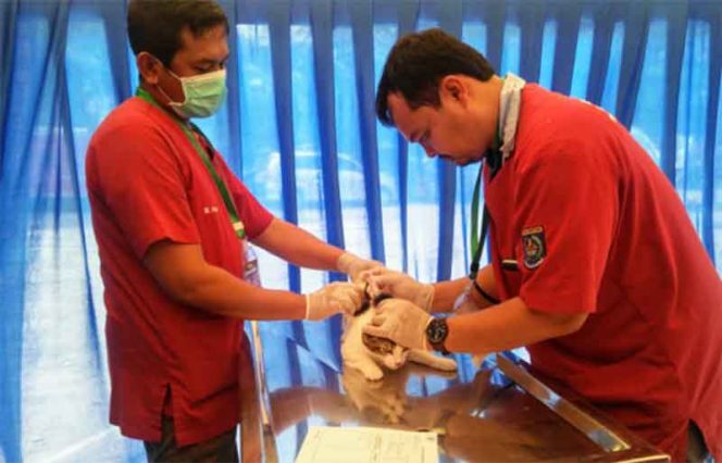 
					Petugas kesehatan memberikan vaksin pada kucing.