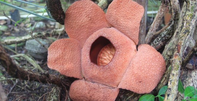 
					Wow!!! Rafflesia Patma Kembali Mekar di Kebun Raya Bogor