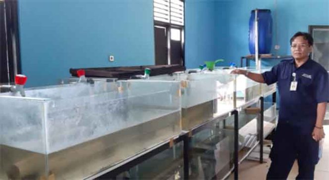 
					Kepala Balai Benih Ikan Kota Depok, Nur Hidayat memperlihatkan bibit ikan cupang. 
