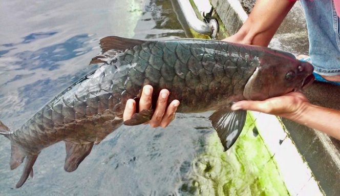 
					Ikan Dewa Masuki Masa Punah