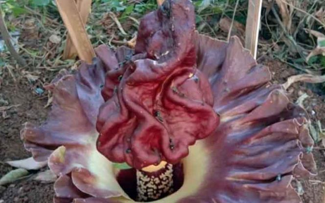 
					Inilah bungai bangkai tumbuh di kebun kosong di kawasan Bojong Pondok Terong, Kecamatan Cipayung.