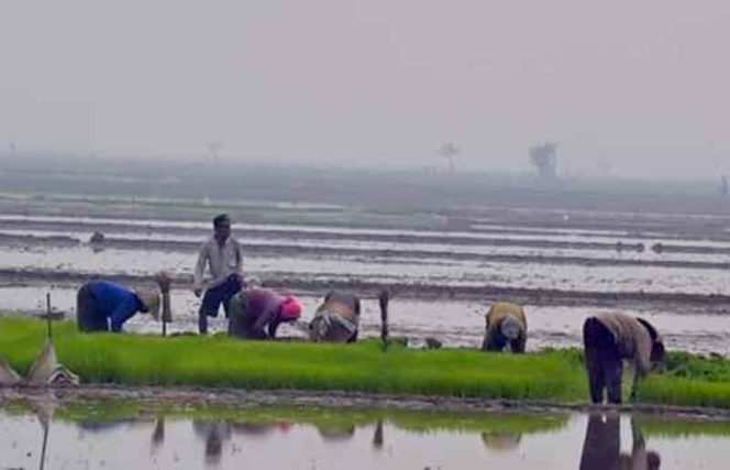 
					Distanikan Kota Bekasi Bantah Sawah Gagal Panen