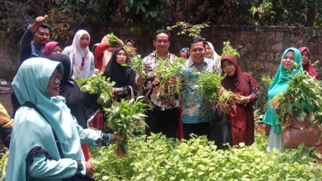 
					Suasana penen sayuran Kelompok Tani di RW 10, Kelurahan Boponter. Tampak hadir Babai Suhaimi, anggota DPRD Fraksi PKB.