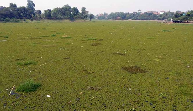 
					Situ  Bojongsari dipenuhi eceng gondok membuat kawasan tersebut tampak kumuh.