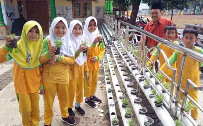 
					Siswa  SD AMEC di Serua, Kecamatan Bojogsaro memperlihatkan hasil tanaman yang sudah mulai tumbu pada media hidroponik.