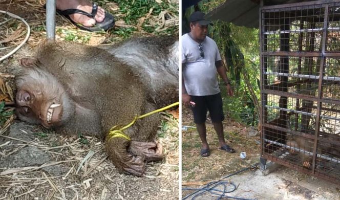 
					Hewan yang diberinama Robet atau Obet ini baru saja lepas dari kandang besi tempatnya selama ini dirawat oleh Jimmy selama lima tahun.