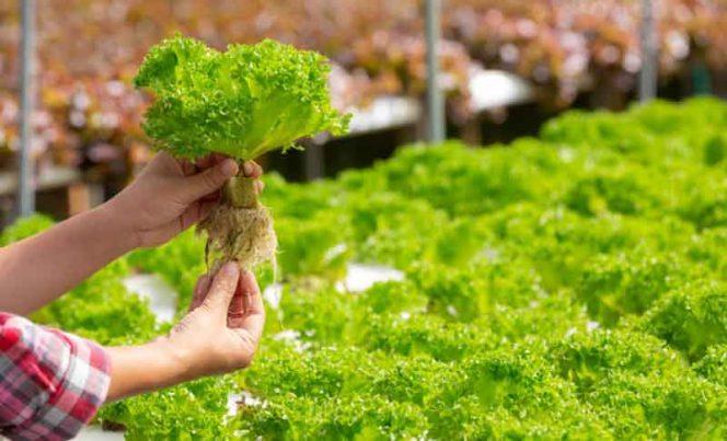 
					Dosen FHUI Kembangkan Taman Sayur Hidroponik di Area Fakultas