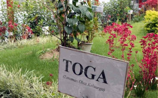 
					Dinkes Beri Pembinaan Terkait Toga