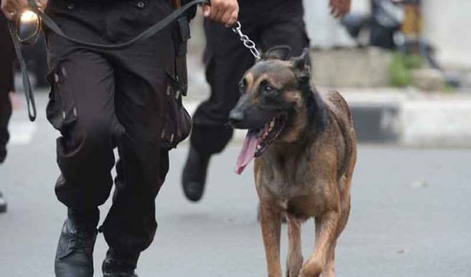 
					Uang Hilang di Sekolah, Kasek Datangkan Anjing Pelacak