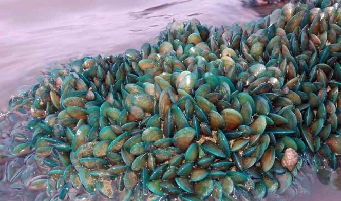 
					Munculnya koloni kerang hujau di perairan Muara Sungai Buntu, Desa Sungai Buntu, Kecamatan Pedes, Kabupaten Karawang.