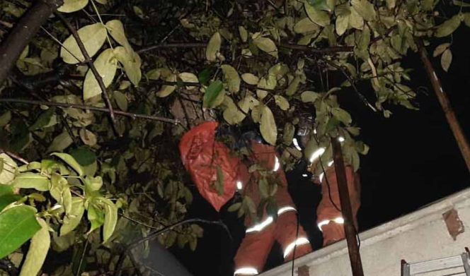 
					Dinas Pemadam Kebakaran Kabupaten Bekasi memusnahkan enam sarang tawon di permukiman penduduk di Kecamatan Cikarang Timur, Sukatani, Tambelang dan Babelan.