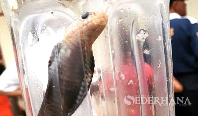 
					Cegah Teror Ular Cobra, Warga BHI Aksi Bersih Lingkungan