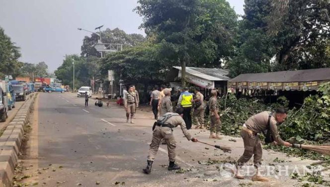 
					Pohon Ditepi Jalan Kemang Dipangkas