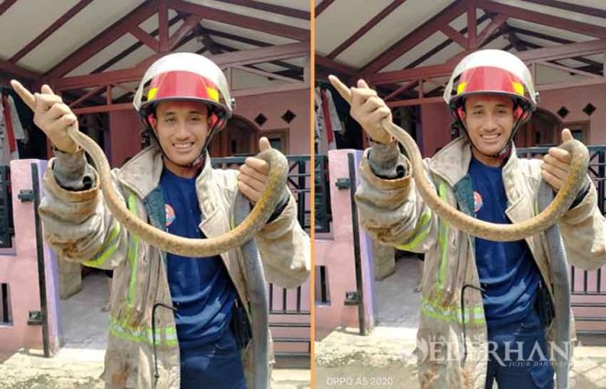 
					Petugas Damkar menangkap ular sanja di Jatijajar.