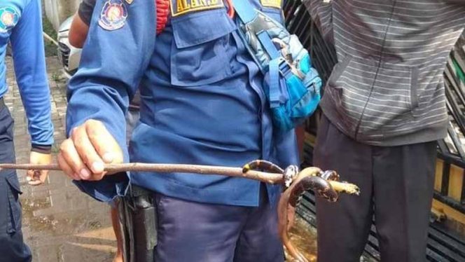 
					Penemuan ular berkepala dua di kawasan Perumahan Citayam Grande Valley, berlokasi di Desa Susukan, Kecamatan Bojonggede, Kabupaten Bogor.