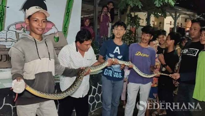
					Ular sanca yang ditangkap warga Kampung Mampangan, Kelurahan Kemirimuka, Kecamatan Beji.