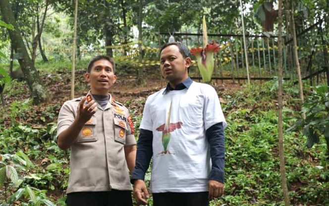 
					Bunga Bangkai Kembali Mekar di KRB