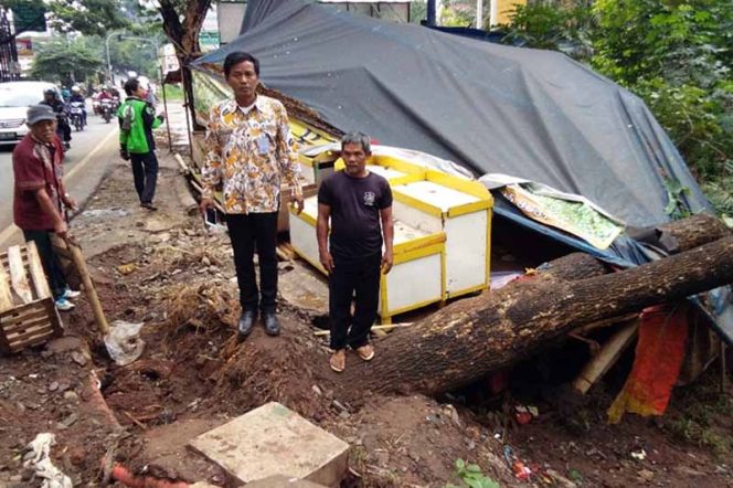
					Aparatur pemerintah Kelurahan Sawangan memperlihatkan pohon trembesi tumbang.
