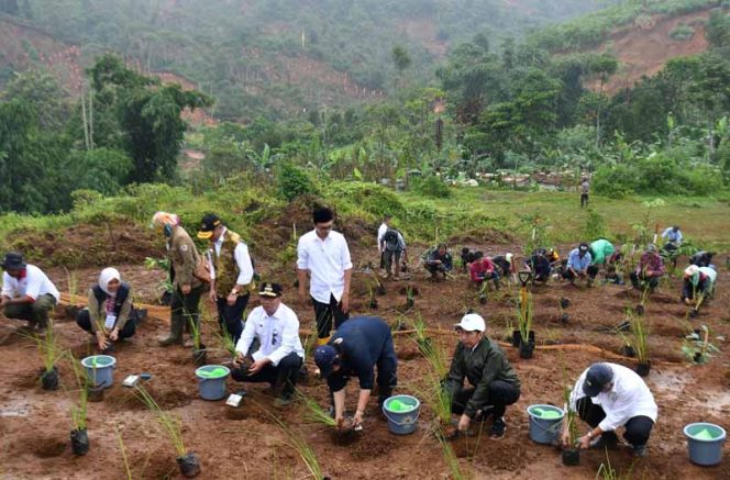 
					Presiden Joko Widodo menanam bibit akar wangi atau Vetiver di Desa Pasir Madang, Sukajaya, Kabupaten Bogor, Senin (3/1/20).