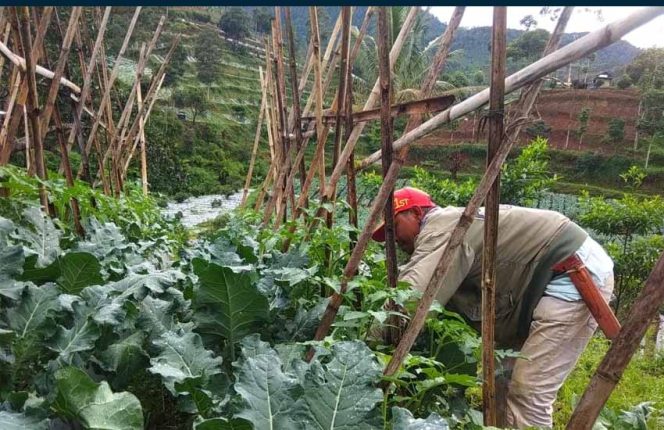 
					Tiap Tahun DLH Bentuk Kampung Iklim