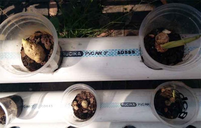 
					Inilah pembibitan jahe, kunyit dan kencur yang dilakukan secara sederhana di SD AMEC.