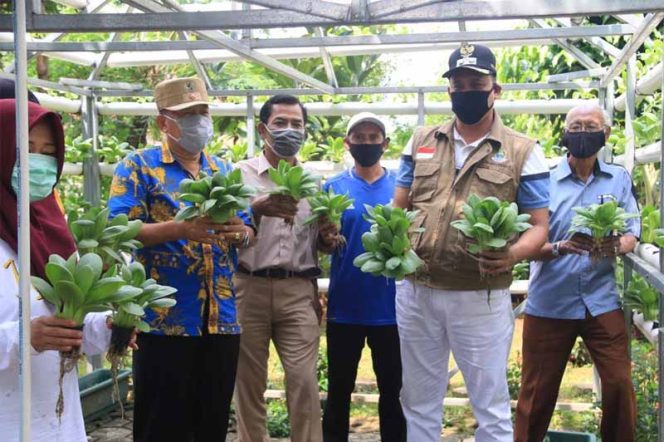 
					Wakil Wali Kota Bekasi Panen Sayuran Hydroponik 
