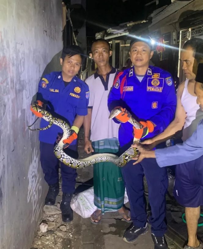 
					Ular Sanca 3 Meter Bikin Warga Panik Pada Subuh, Damkar Depok Tapos Evakuasi